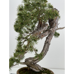 Pinus sylvestris I-7136 view 2