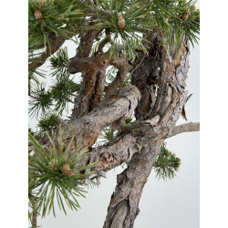 Pinus sylvestris I-7136 view 4