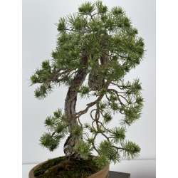 Pinus sylvestris I-7136 view 5