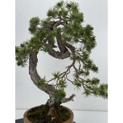 Pinus sylvestris I-7136 view 6