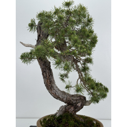 Pinus sylvestris I-7136 view 8