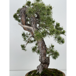 Pinus sylvestris I-7136 view 9