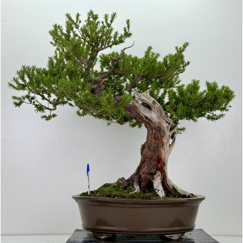 Taxus cuspidata I-7121