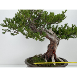 Taxus cuspidata -tejo japonés- I-7121 vista 2