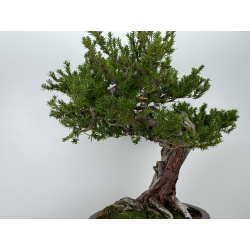 Taxus cuspidata I-7121 view 4