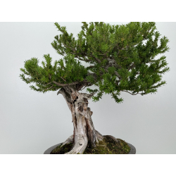 Taxus cuspidata I-7121 view 8