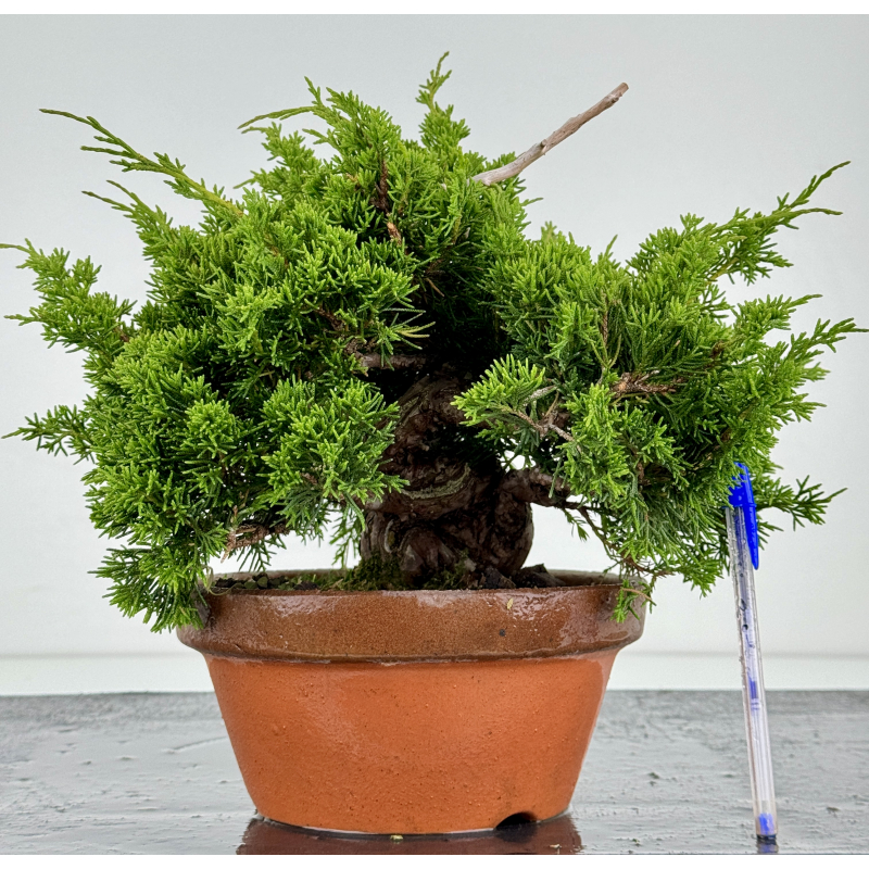 Juniperus chinensis itoigawa I-7179