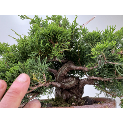 Juniperus chinensis itoigawa I-7179 vista 2