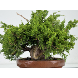 Juniperus chinensis itoigawa I-7179 vista 3