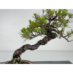 Pinus densiflora -pino rojo japonés- I-7181 vista 2