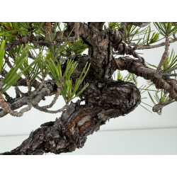 Pinus densiflora -pino rojo japonés- I-7181 vista 4