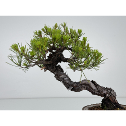Pinus densiflora -pino rojo japonés- I-7181 vista 6