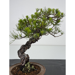 Pinus densiflora -pino rojo japonés- I-7181 vista 5