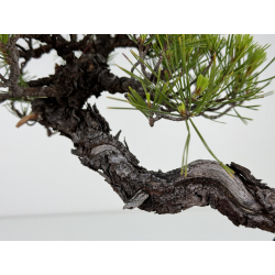 Pinus densiflora -pino rojo japonés- I-7181 vista 7