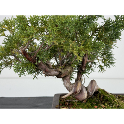 Juniperus chinensis kishu I-7188 view 2
