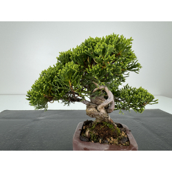 Juniperus chinensis itoigawa I-7194 vista 2