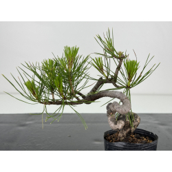 Pinus densiflora -pino rojo japonés- I-7200 vista 2