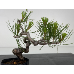 Pinus densiflora I-7200 view 3