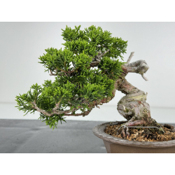 Juniperus chinensis itoigawa I-7204 vista 3