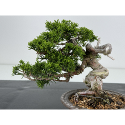 Juniperus chinensis itoigawa I-7204 vista 2