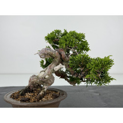 Juniperus chinensis itoigawa I-7204 view 4