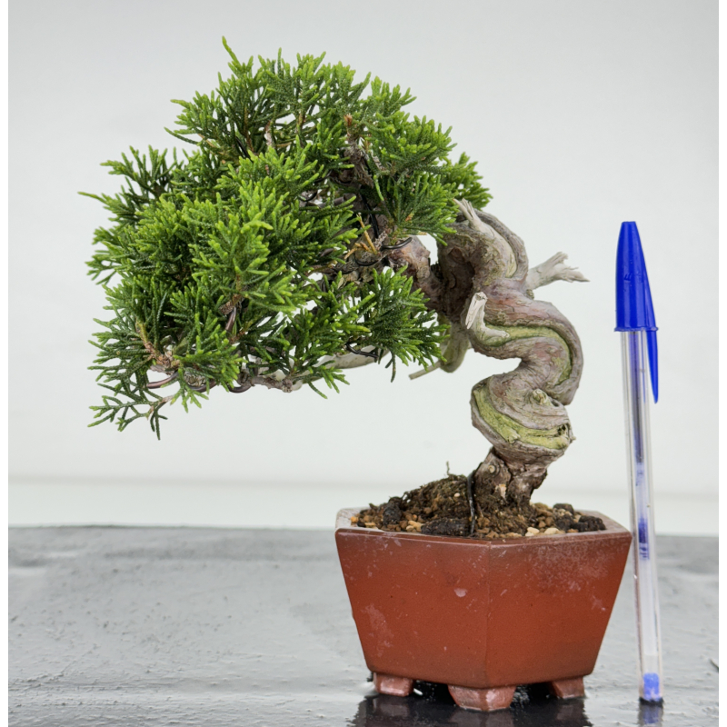 Juniperus chinensis itoigawa I-7206