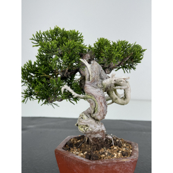 Juniperus chinensis itoigawa I-7206 vista 3