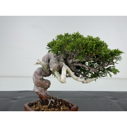 Juniperus chinensis itoigawa I-7206 vista 4