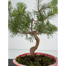 Pinus sylvestris I-7209 view 2