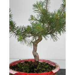 Pinus sylvestris I-7209 view 3