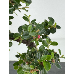 Cotoneaster I-7214 vista 4