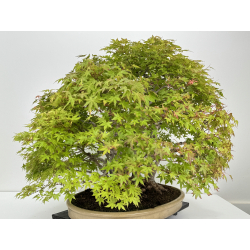 Acer palmatum yamamomiji I-7213 view 5