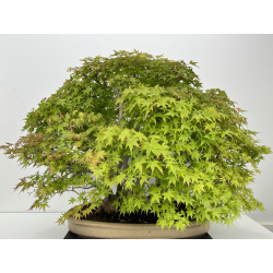 Acer palmatum yamamomiji I-7213 view 6