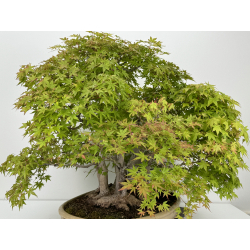 Acer palmatum yamamomiji I-7213 view 9