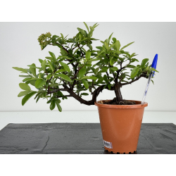 Pyracantha I-7219