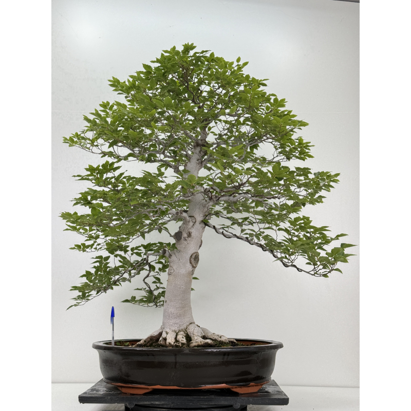 Fagus crenata -haya japonesa- I-7236