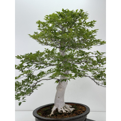 Fagus crenata -haya japonesa- I-7236 vista 3