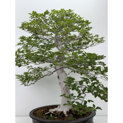 Fagus crenata -haya japonesa- I-7236 vista 4