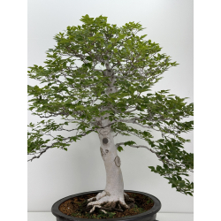 Fagus crenata -haya japonesa- I-7236 vista 5