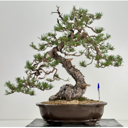 Pinus sylvestris - pino silvestre europeo - I-7239