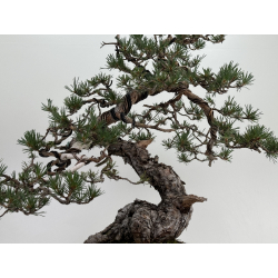 Pinus sylvestris - pino silvestre europeo - I-7239 vista 4