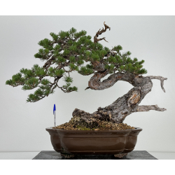 Pinus sylvestris - pino silvestre europeo - I-7242