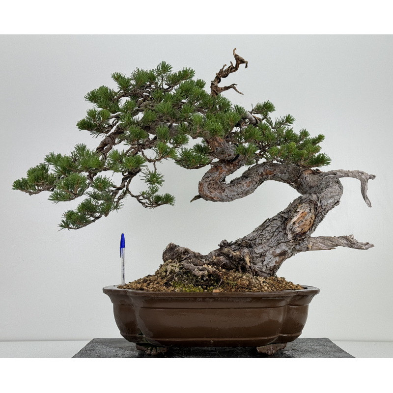 Pinus sylvestris I-7242