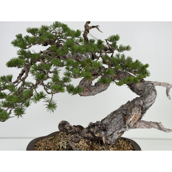 Pinus sylvestris I-7242 view 2