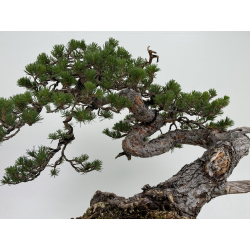 Pinus sylvestris I-7242 view 3