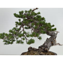 Pinus sylvestris I-7242 view 4