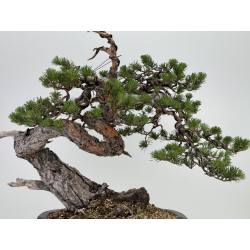 Pinus sylvestris I-7242 view 6