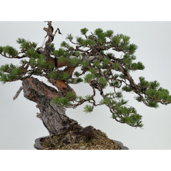 Pinus sylvestris I-7242 view 5