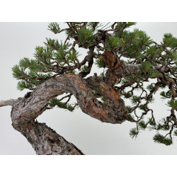 Pinus sylvestris I-7242 view 7