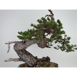 Pinus sylvestris I-7242 view 8